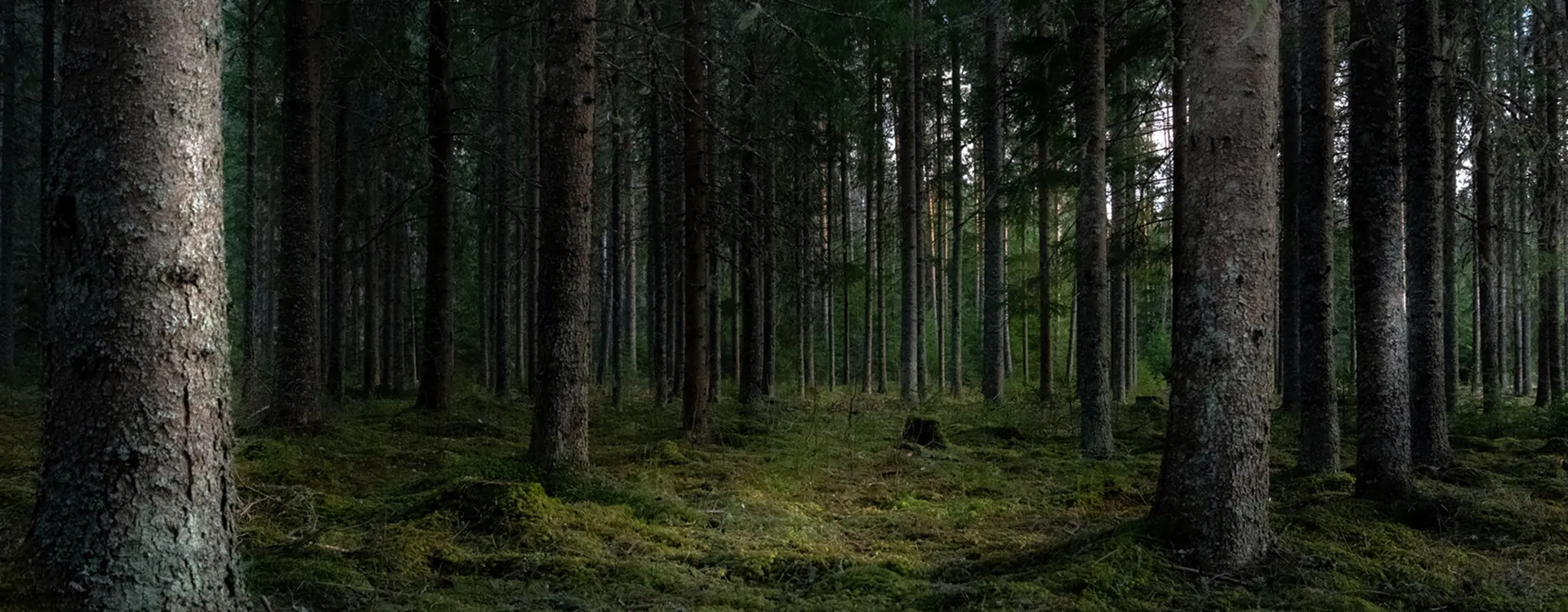 Sustainability Image