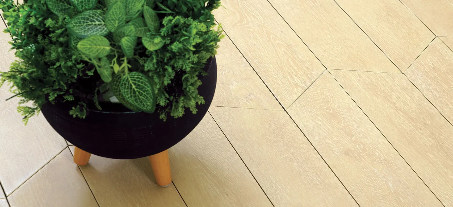 Oak Polar